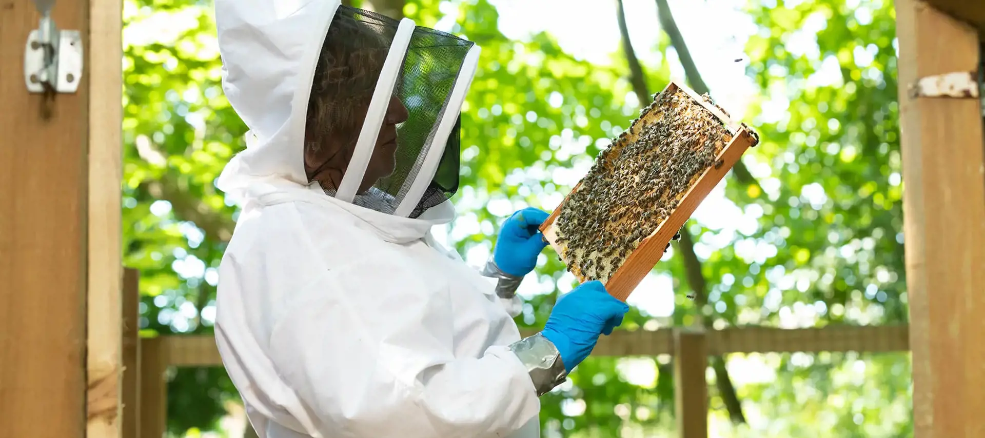 Bee-keeping at The Gregg School's Forest School
